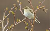 Willow Warblerborder=